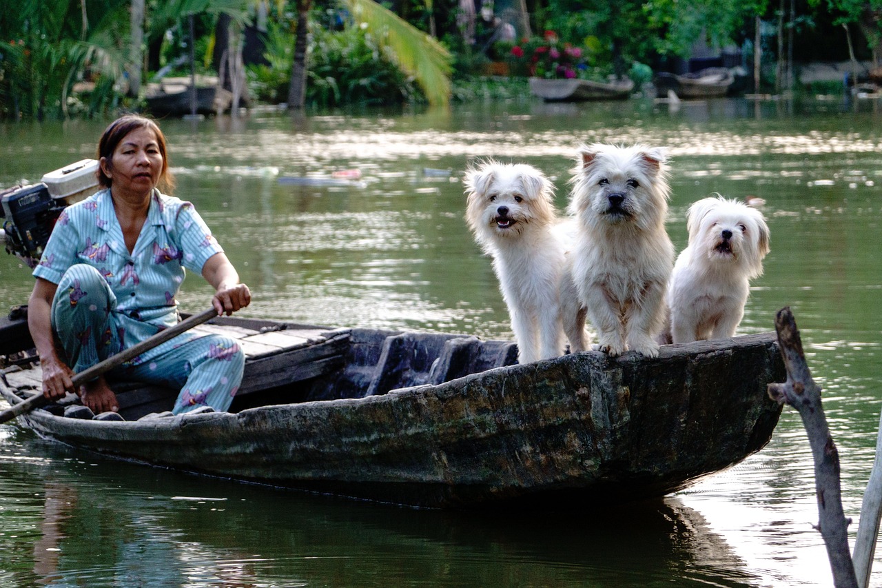 hero-img-01 dogs, white, river, boat, water, nature, vietnam lifestyle, people, woman, vietnamese
